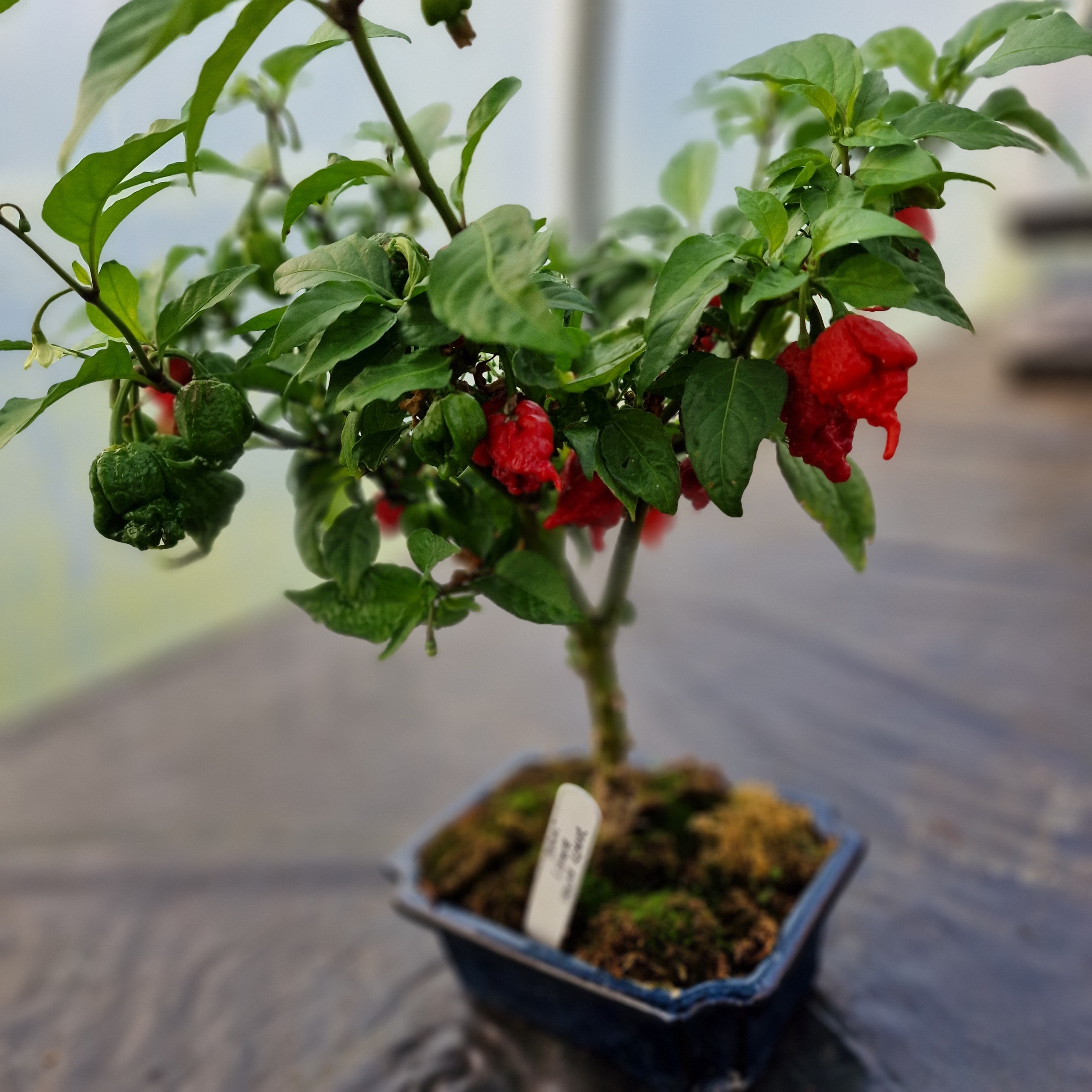 The Art of Bonchi  South Devon Chilli Farm