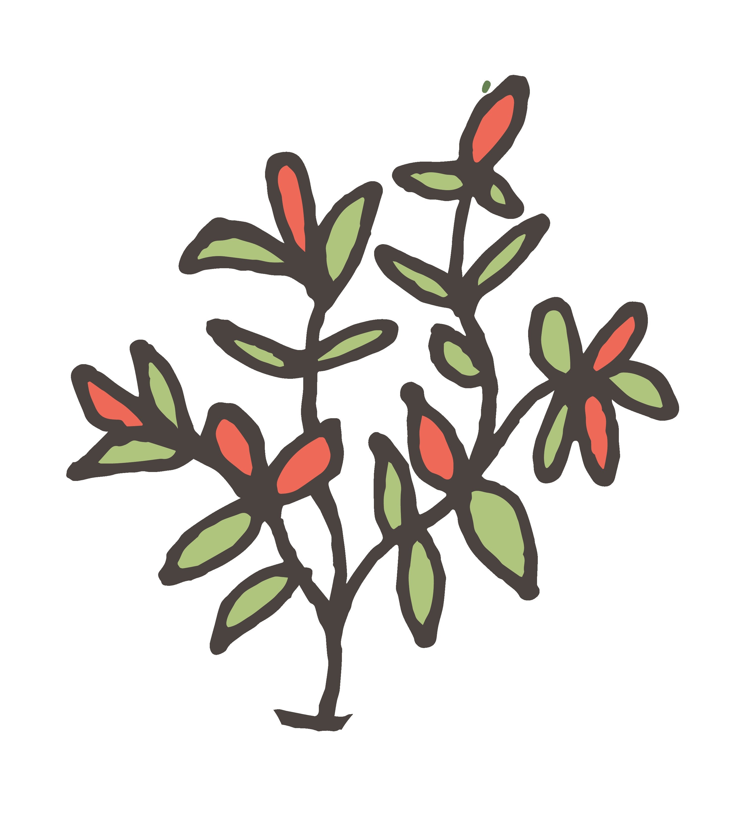 Chilli Pot Plants tagged "Pot Plants" South Devon Chilli Farm