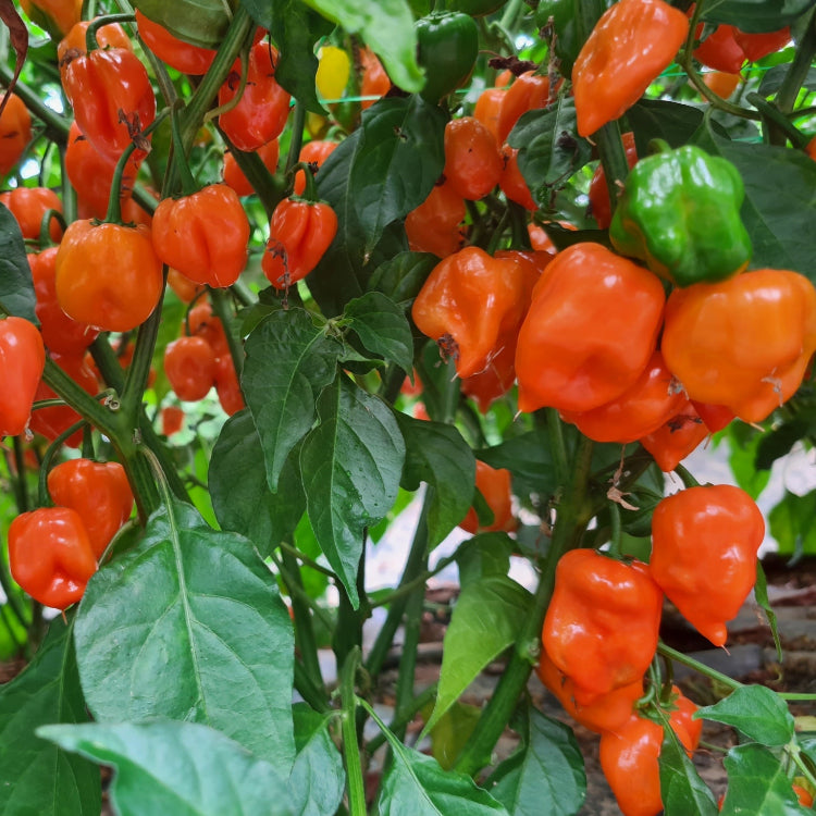 Orange Habanero Chilli Seeds