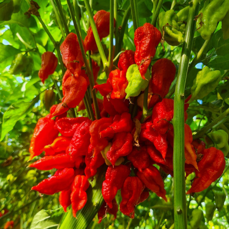 Trinidad Scorpion Chilli Seeds