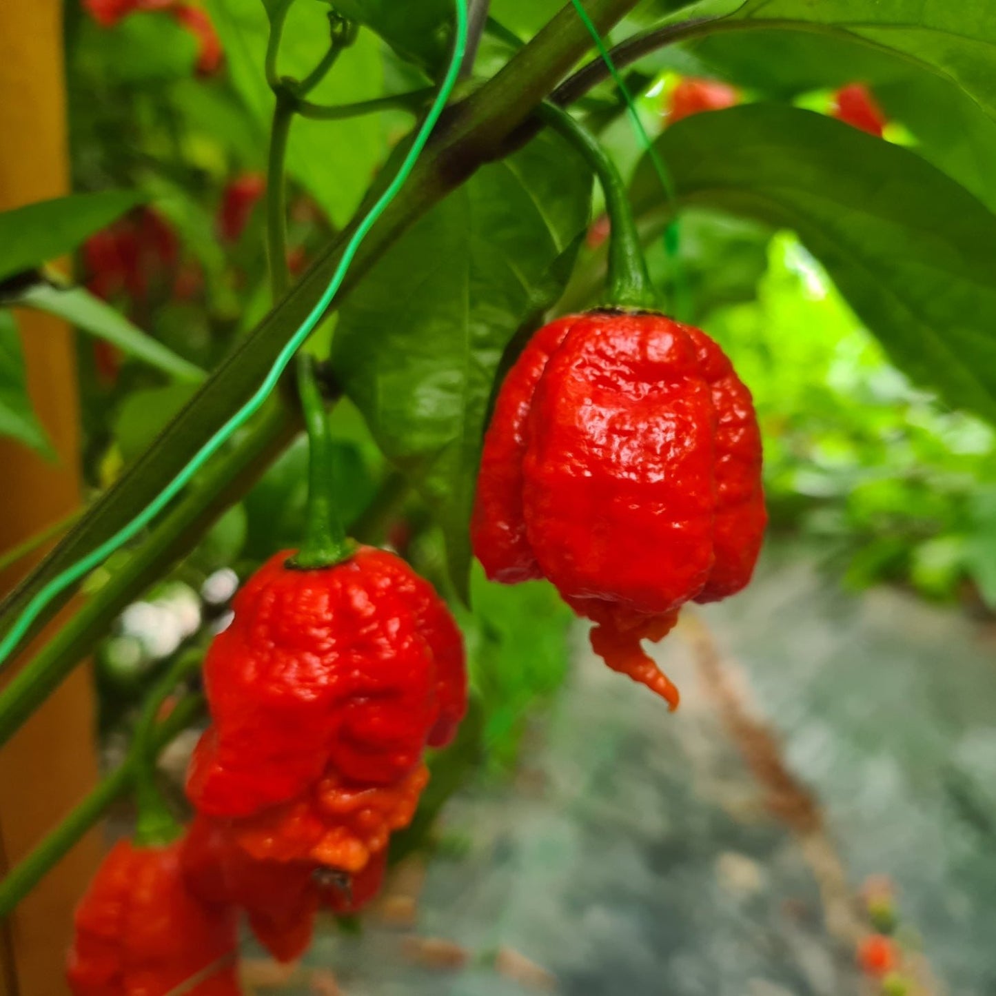 Carolina Reaper 1 Litre Pot Plant - Pre-Order Now!