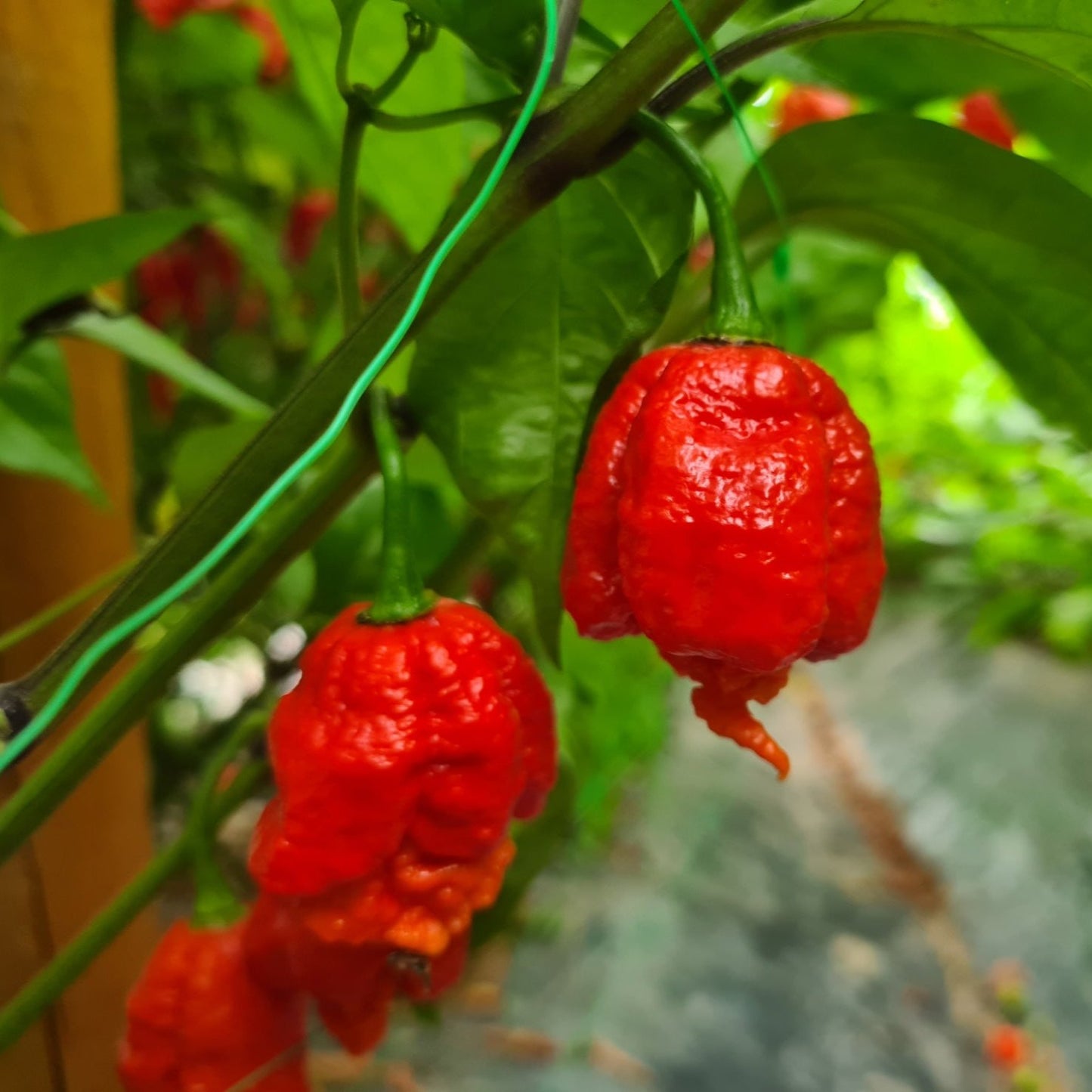 Fresh Carolina Reaper (5 fruits)