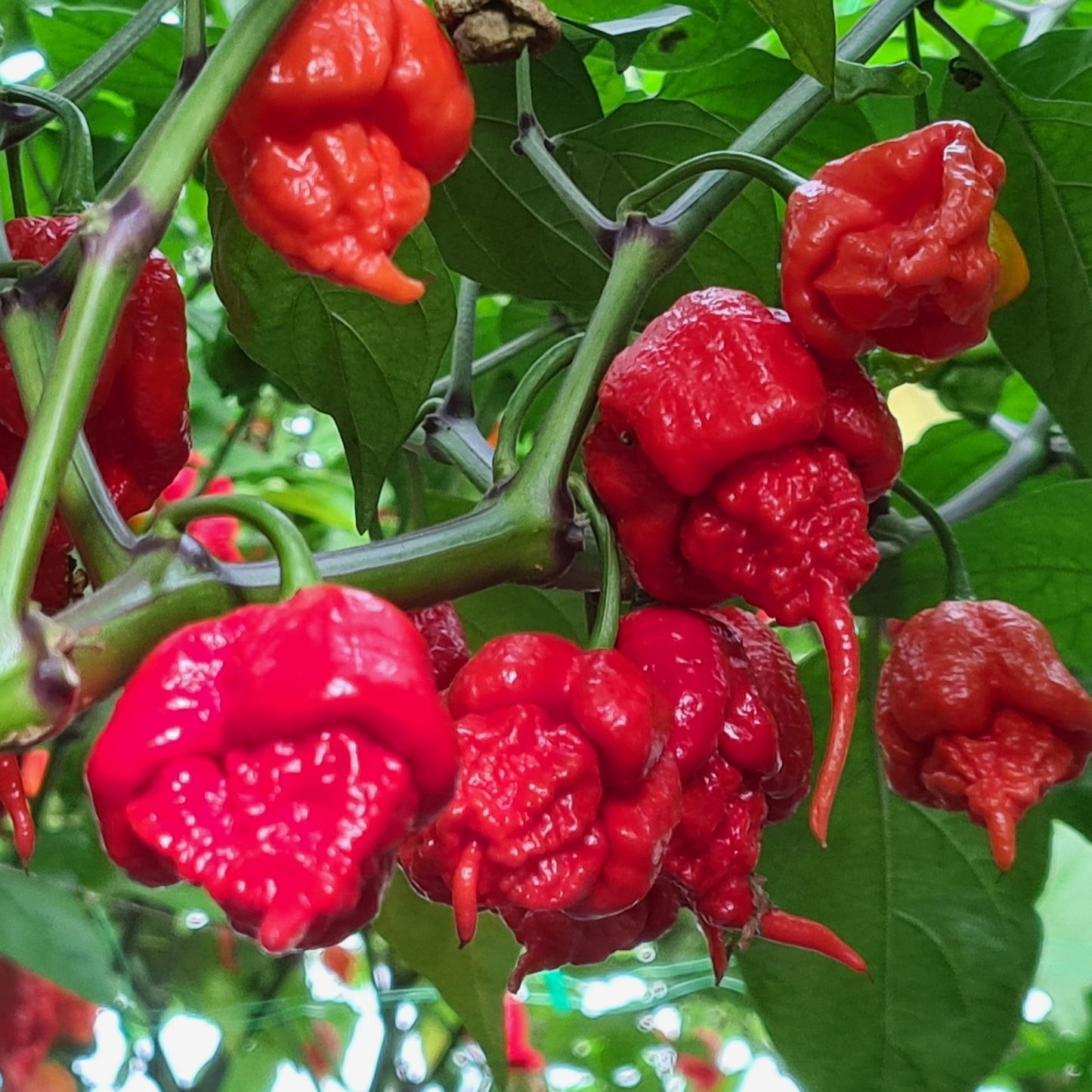 Carolina Reaper 1 Litre Pot Plant - Pre-Order Now!