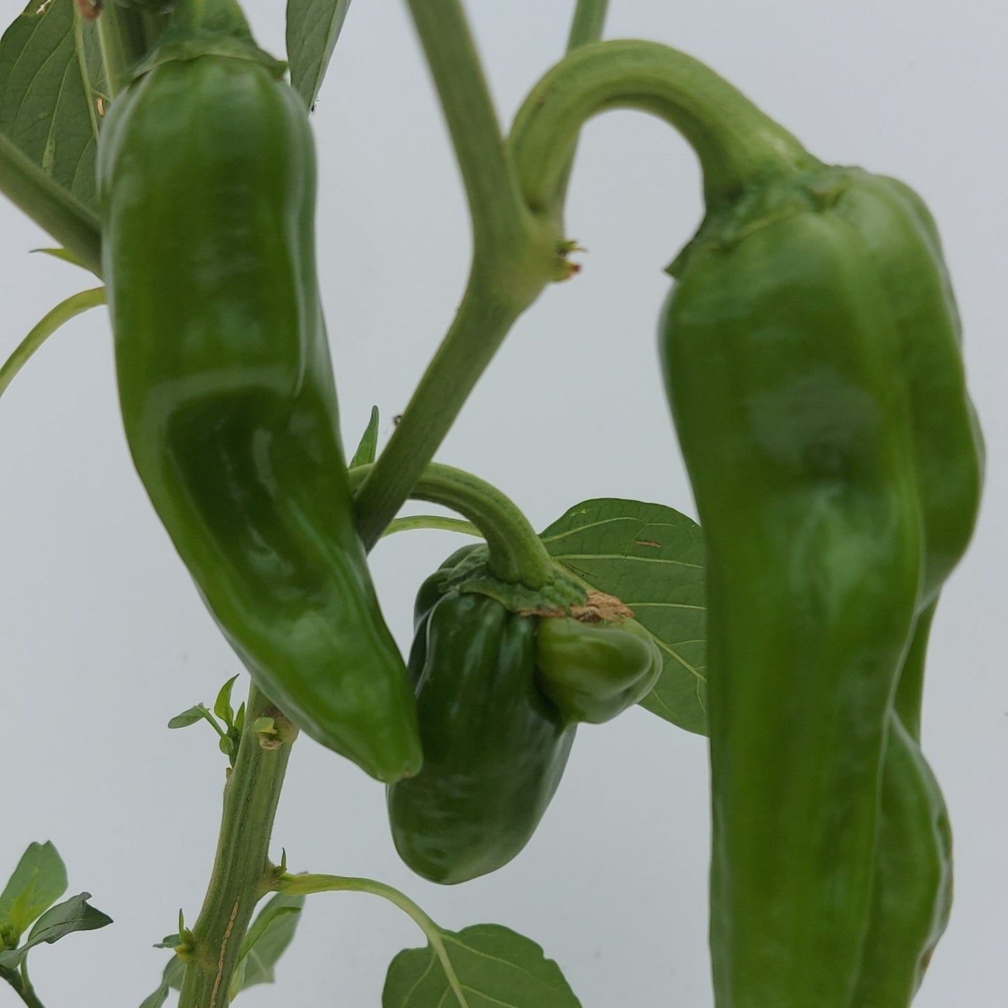 Guajillo 1 Litre pot plant