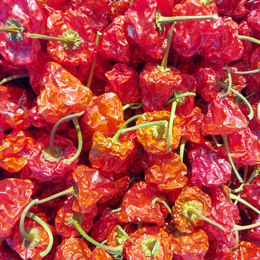 Dried Scotch Bonnet Chillies (Home Grown)