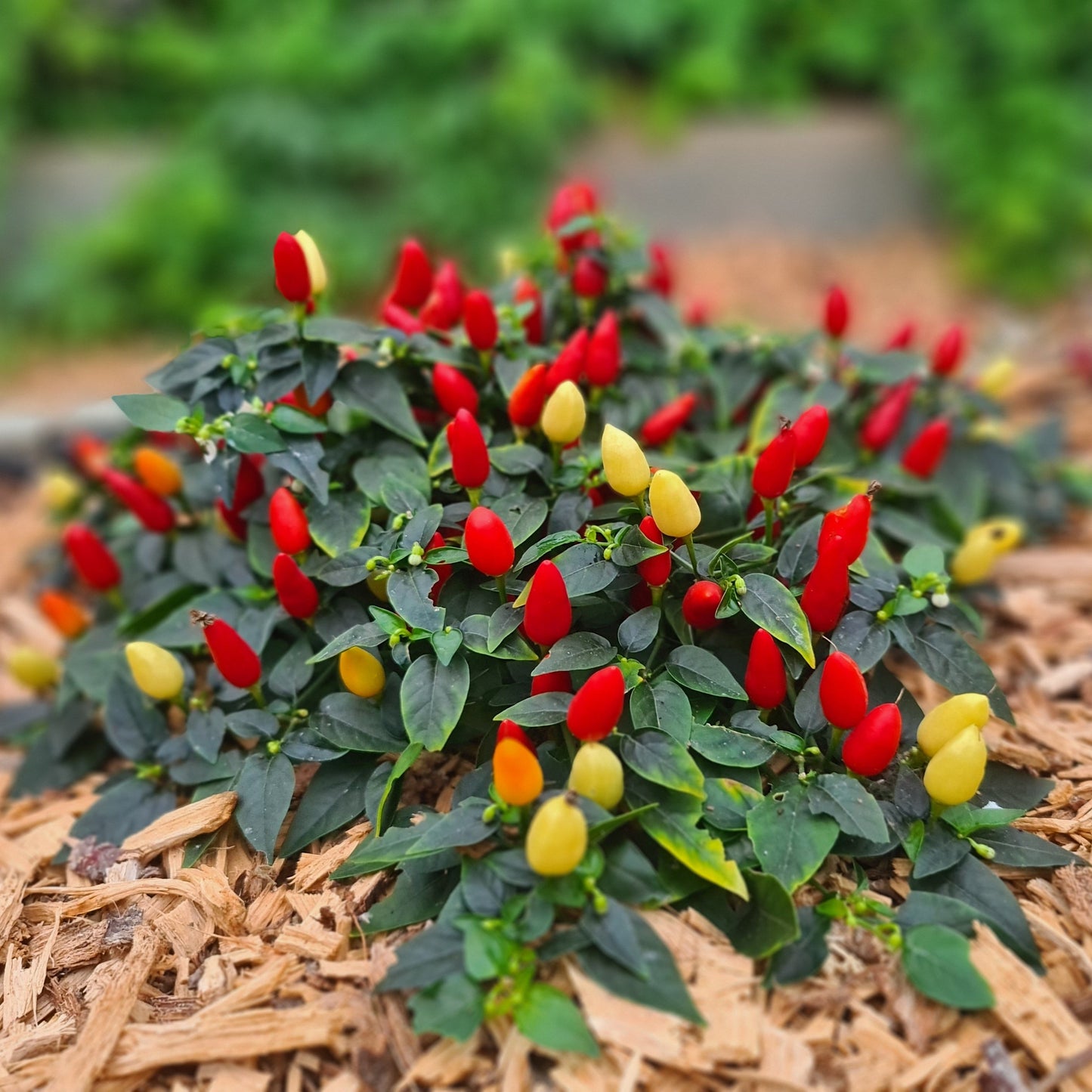 Set of 3 Prairie Fire Seedlings - Pre-Order Now!