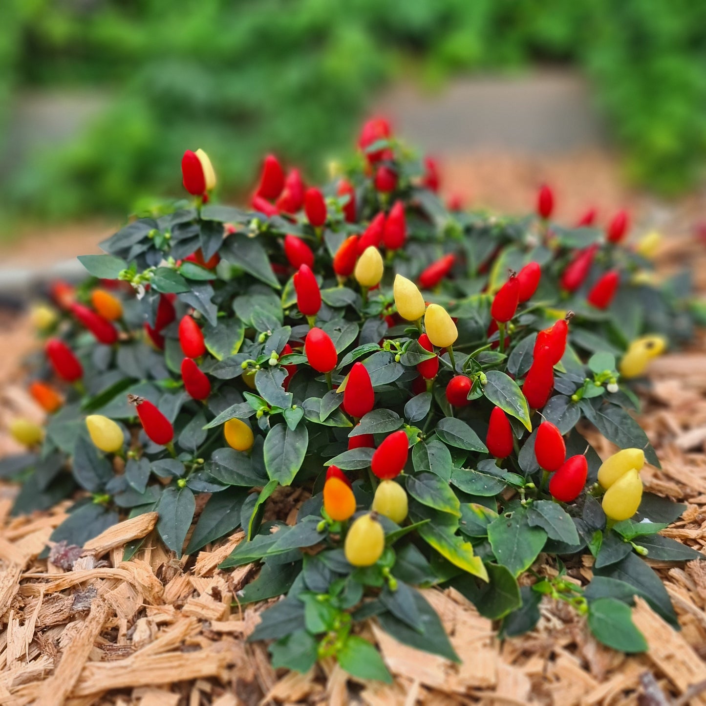 Prairie Fire 1 Litre Pot Plant
