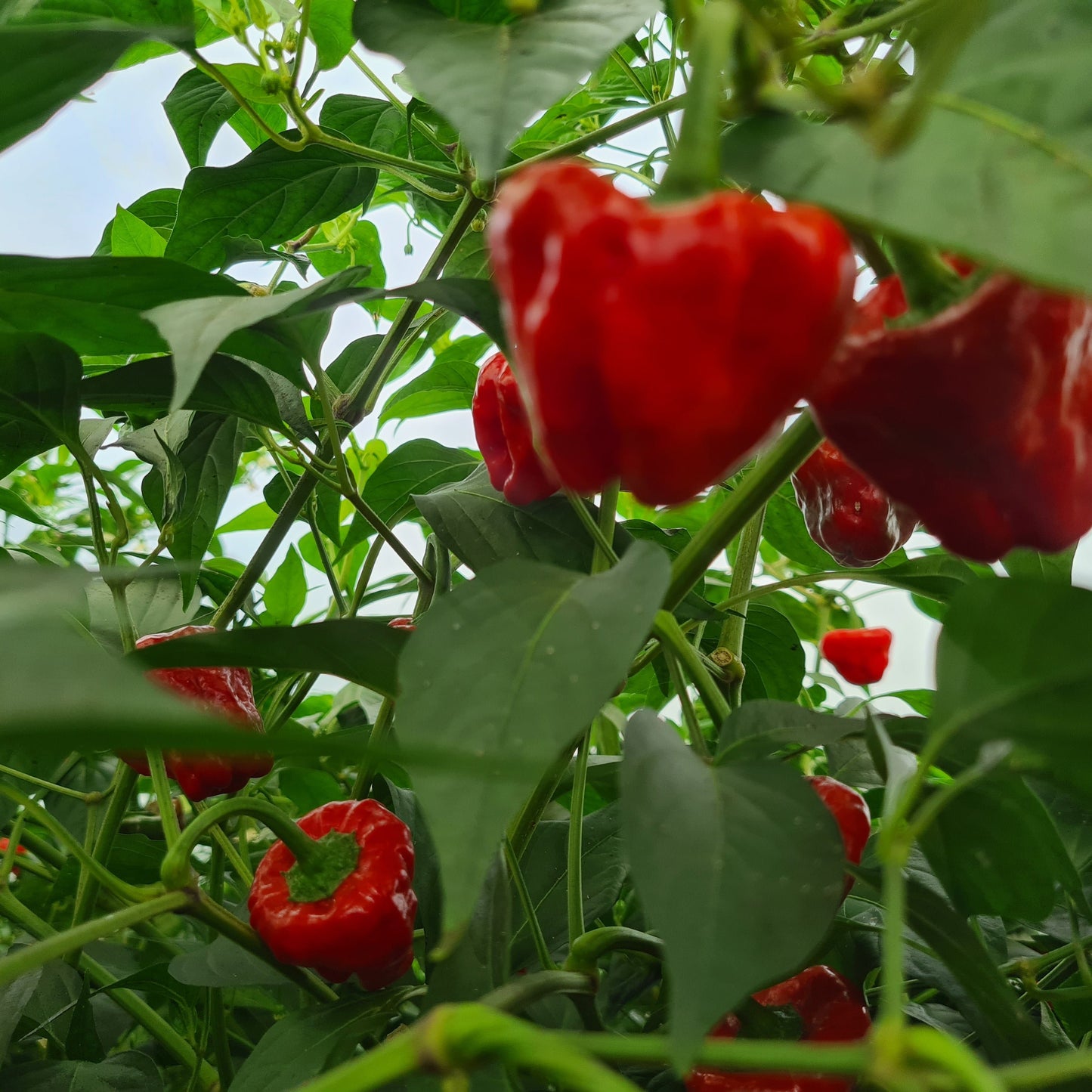 Scotch Bonnet Chilli Seeds