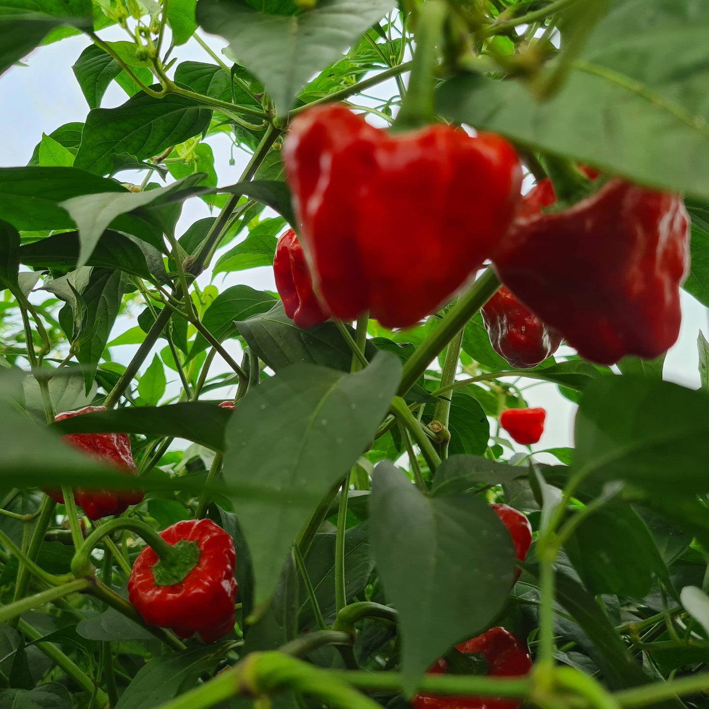 Scotch Bonnet 1 Litre Pot Plant