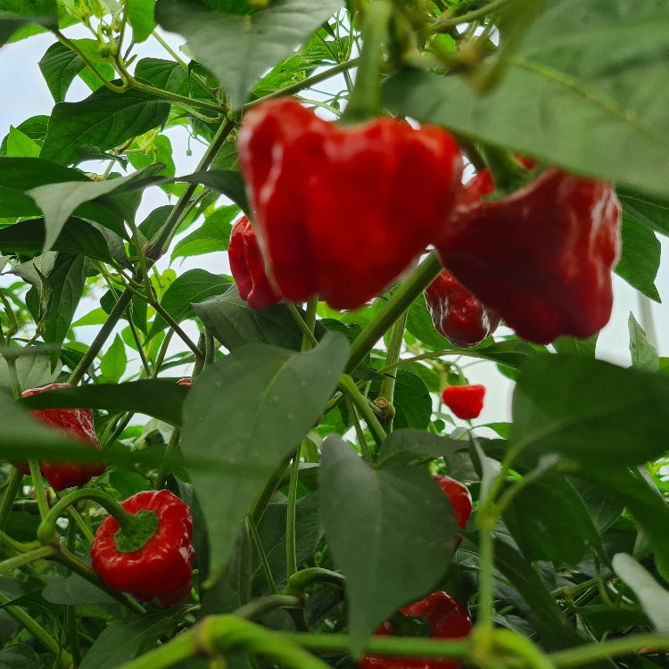 Grower's Choice Chilli Plant Trio - Pre-Order Now!