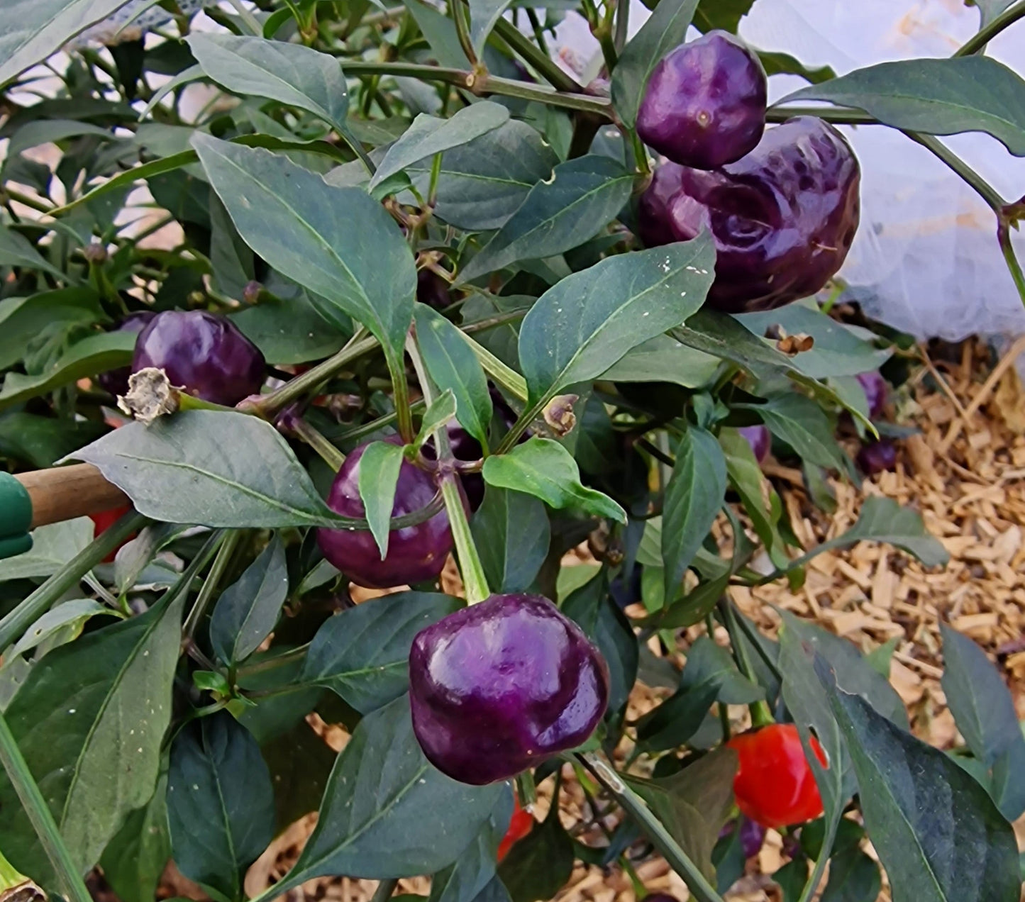 Purple Pumpkin 1 Litre Pot Plant
