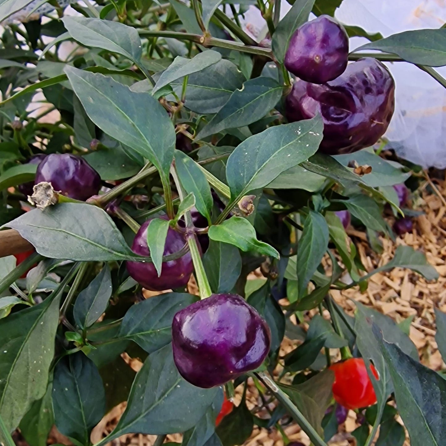 Set of 3 Purple Pumpkin Seedlings - Pre-Order Now!