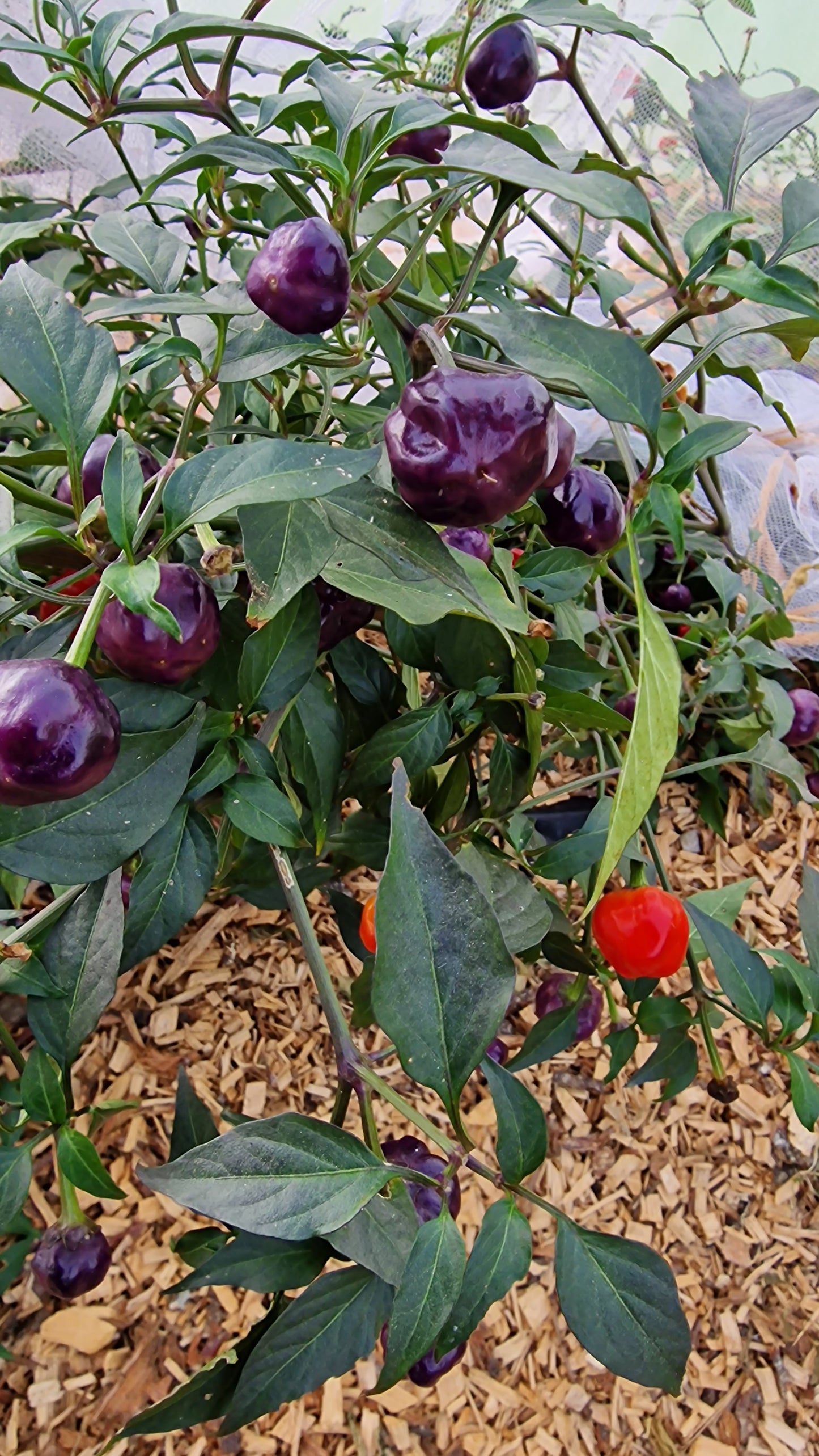 Fruity Six Seedling Set - PRE ORDER FOR 2024
