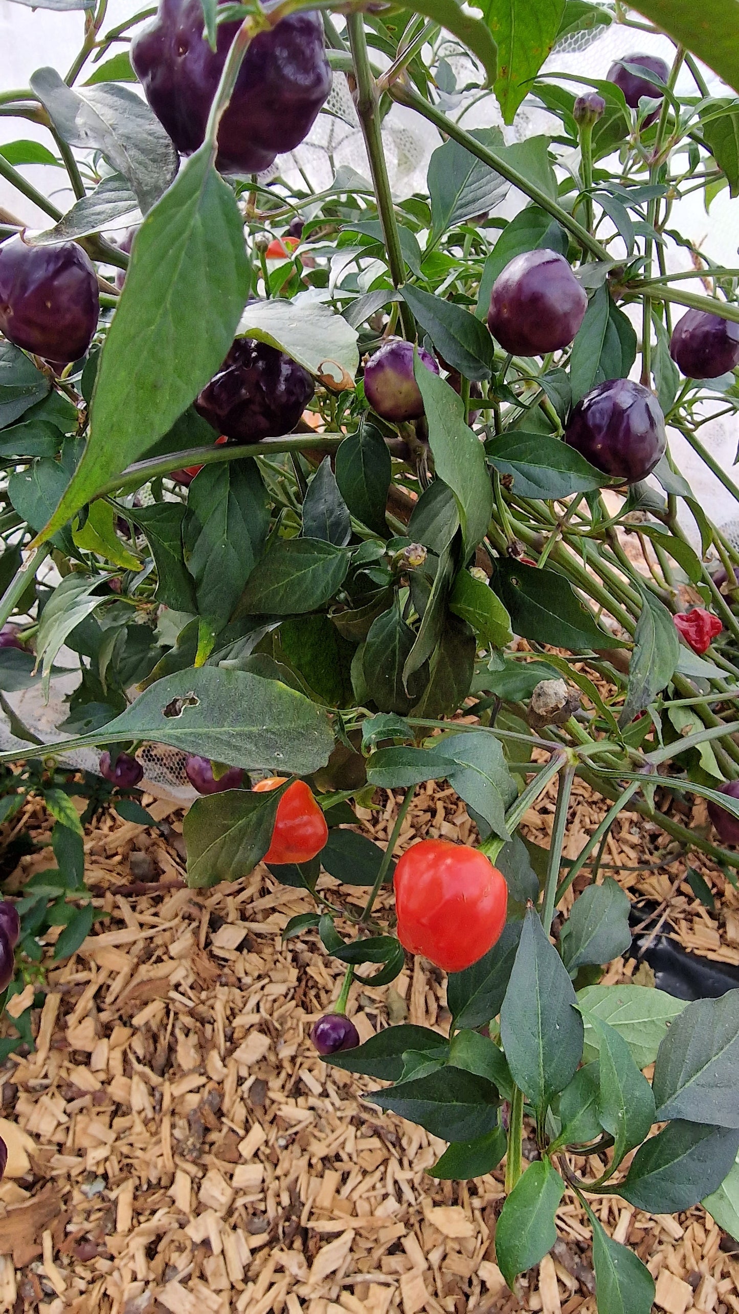 Purple Pumpkin 1 Litre Pot Plant