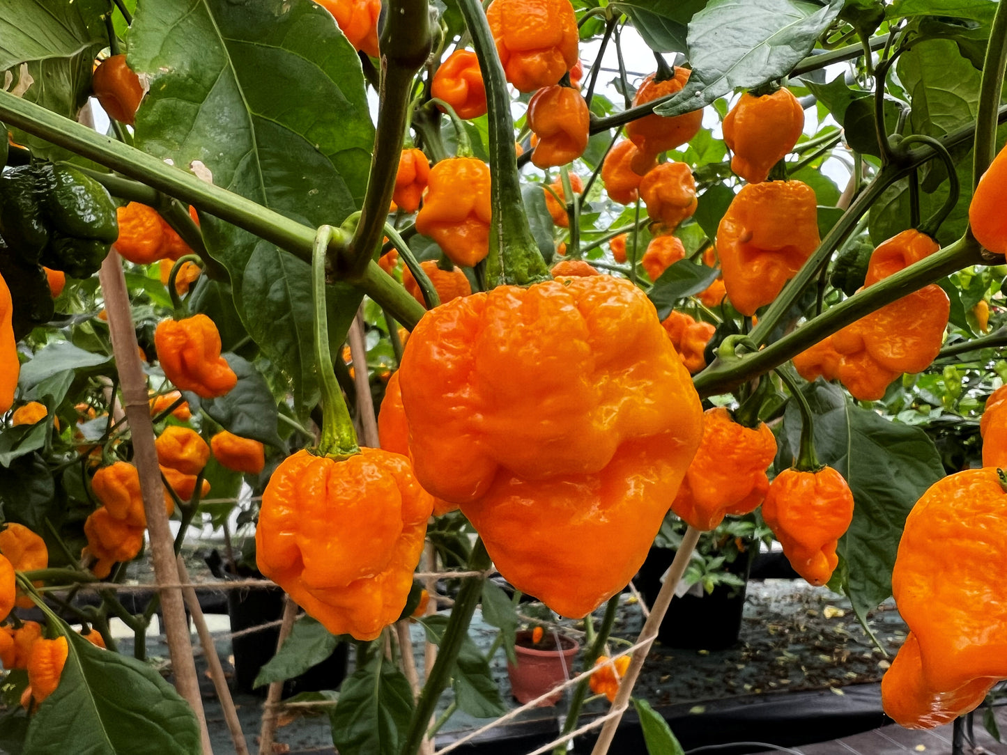 7 Pot Brain Strain (Yellow) Chilli Seeds