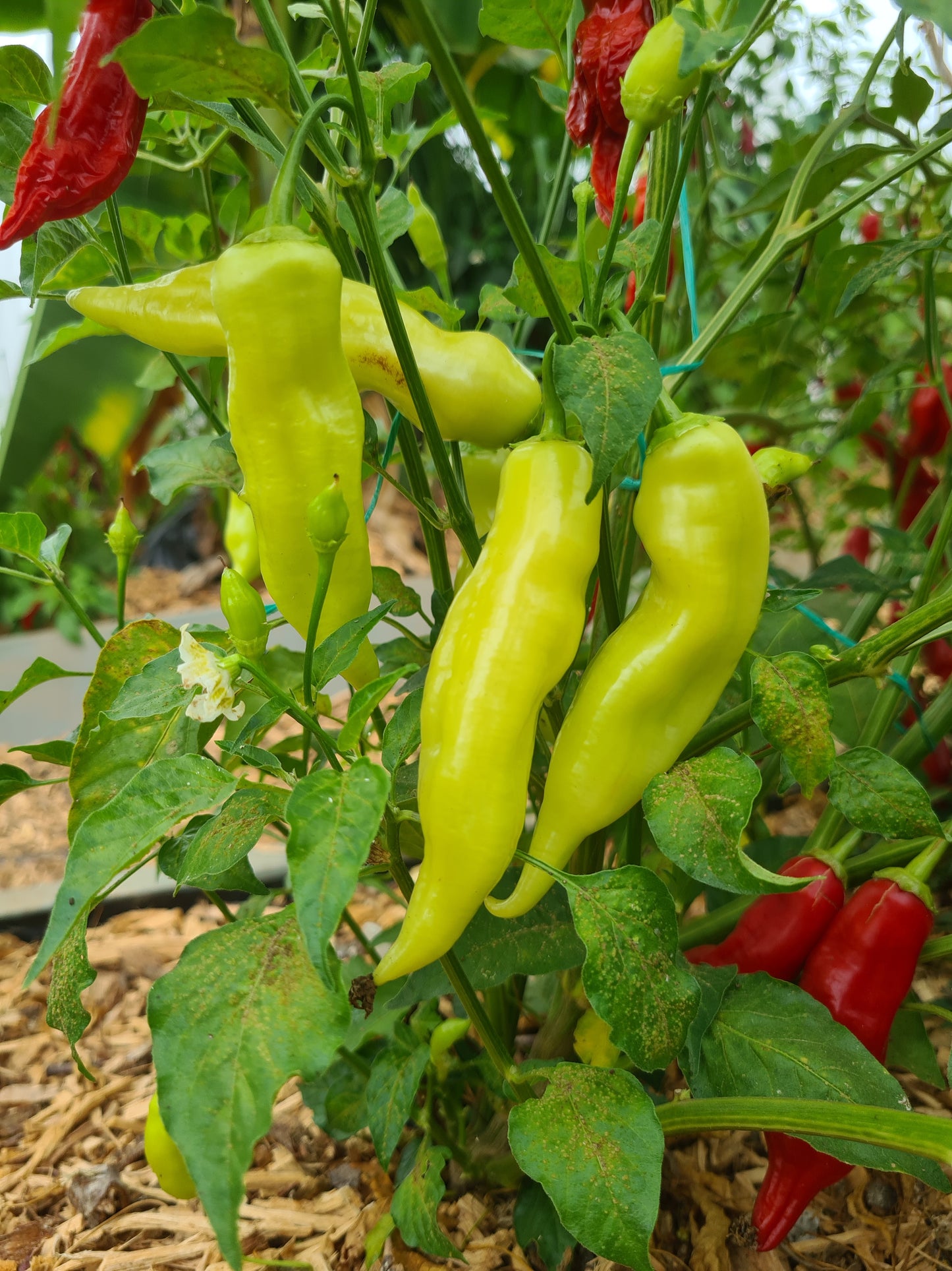 Aji Crystal 1 Litre Pot Plant - Pre Order Now!