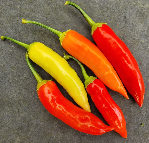 Aji Red 1 Litre Pot Plant - Pre-Order Now!