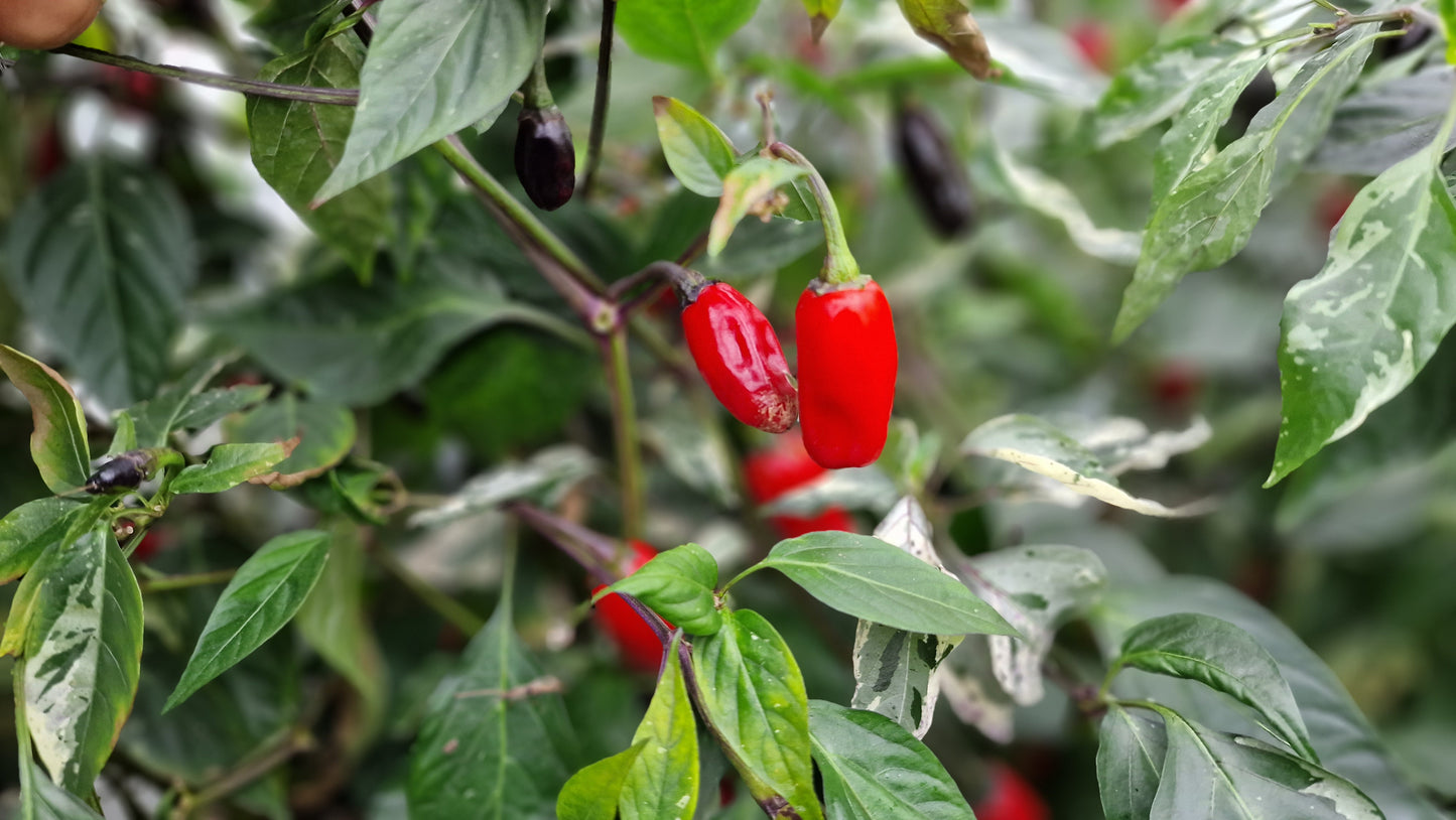 Aji Tricolour Chilli Seeds