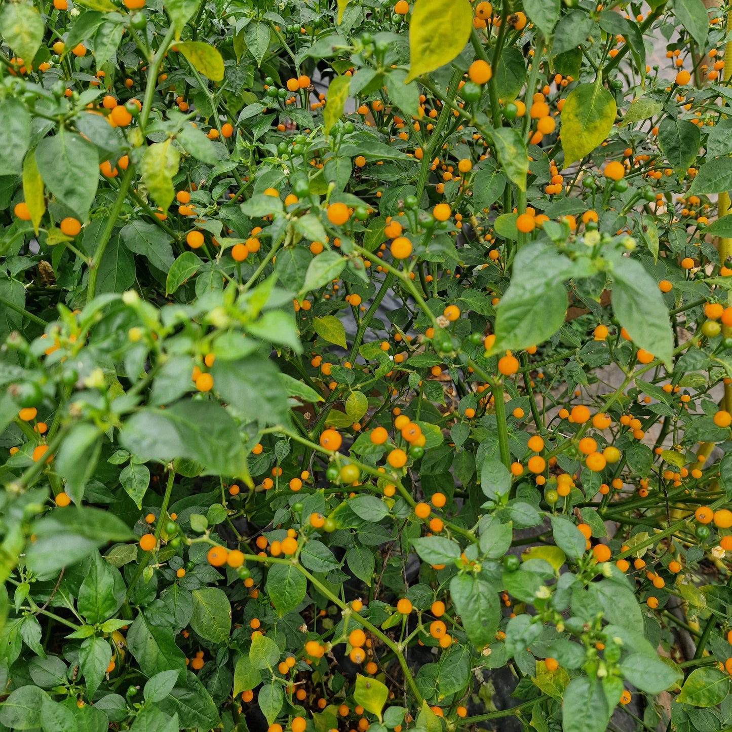 Aji Charapita Chilli Seeds
