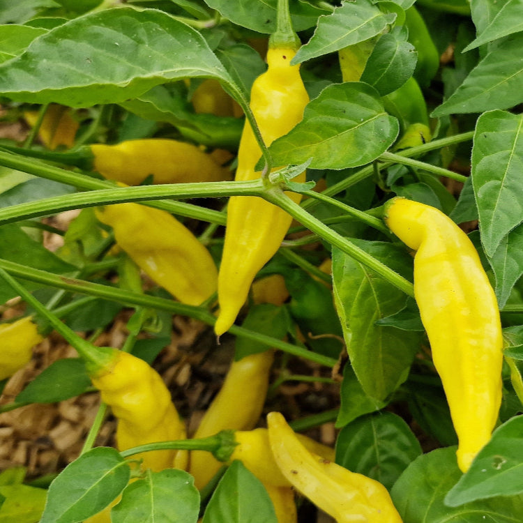 Aji Limon Chilli Seeds
