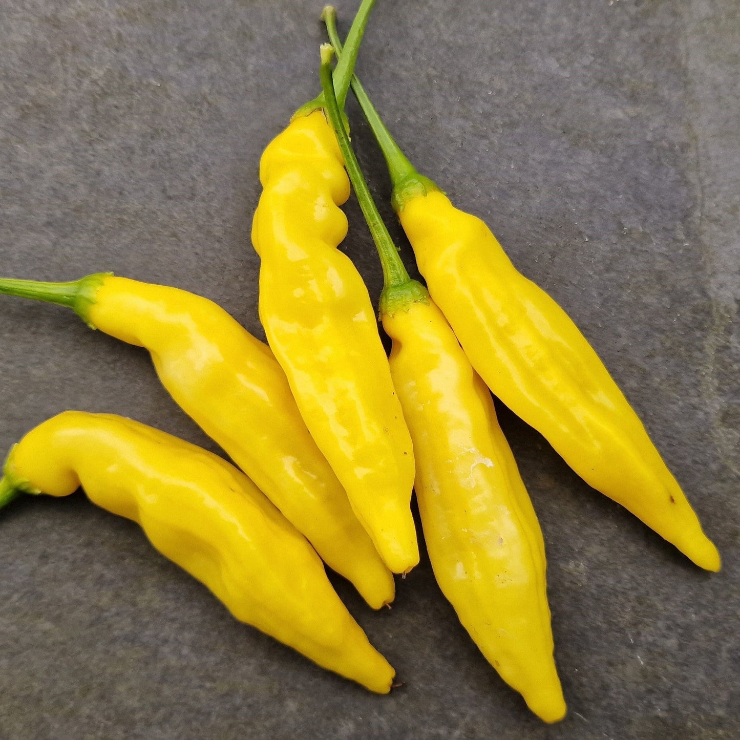 Set of 3 Aji Limon Seedlings - Pre-Order Now!
