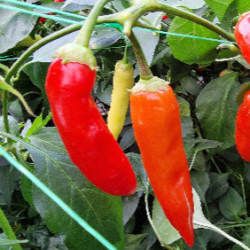 Aji Red 1 Litre Pot Plant - Pre-Order Now!