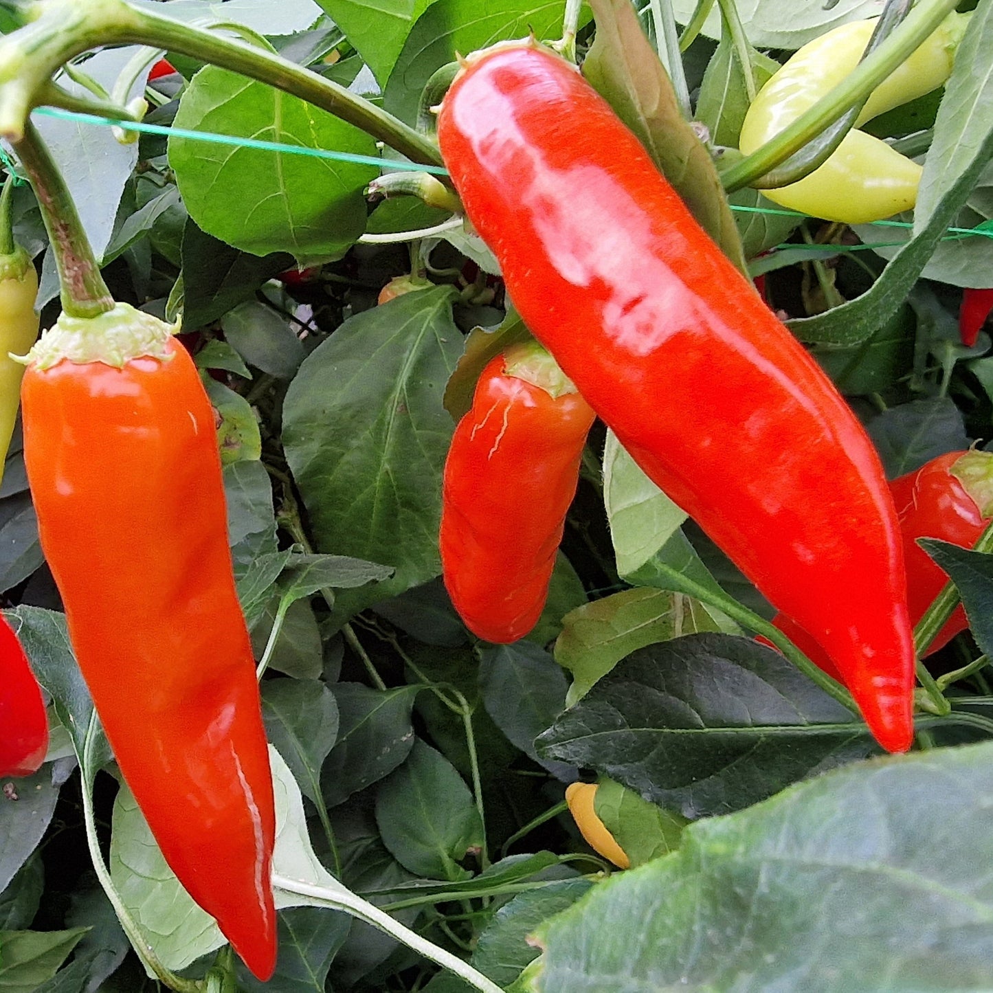 Aji Red 1 Litre Pot Plant