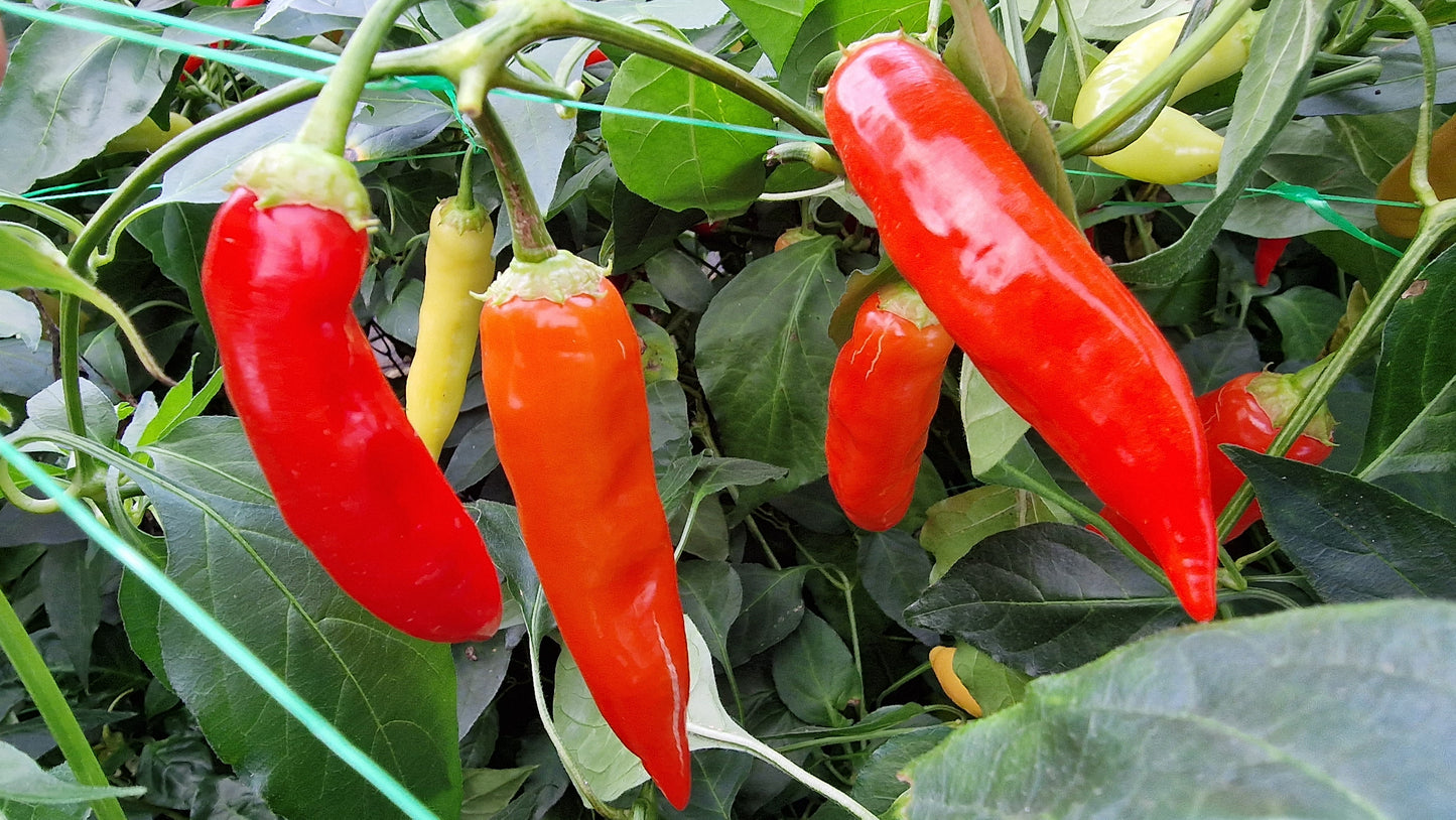 Aji Red Chilli Seeds