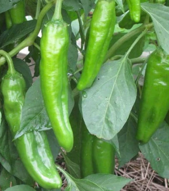 Anaheim Chilli Seeds