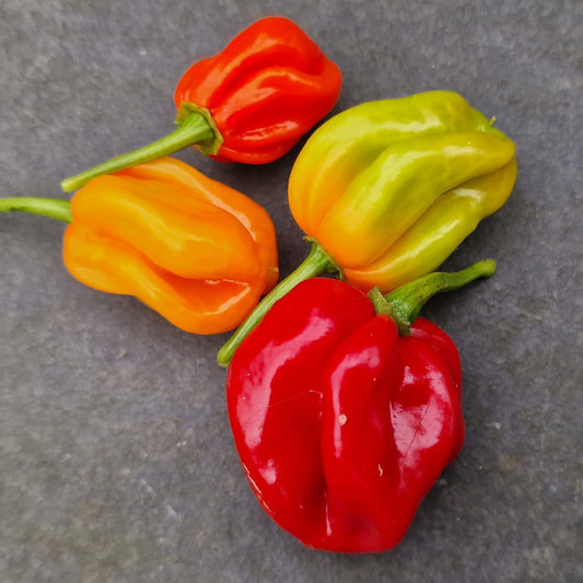 Set of 3 Antillais Caribbean Seedlings - Pre-Order Now!