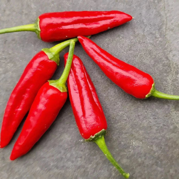 Set of 3 Apache Seedlings - Pre-Order Now!