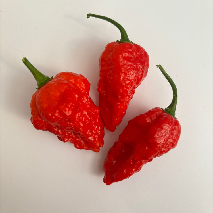 Armageddon Chilli Seeds