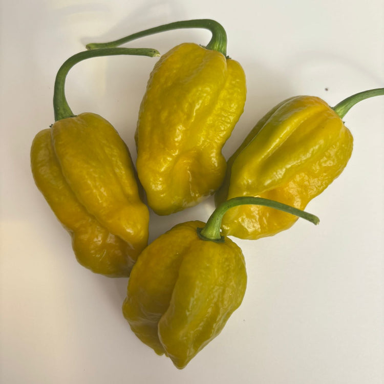 Bhut Jolokia Mustard Chilli Seeds