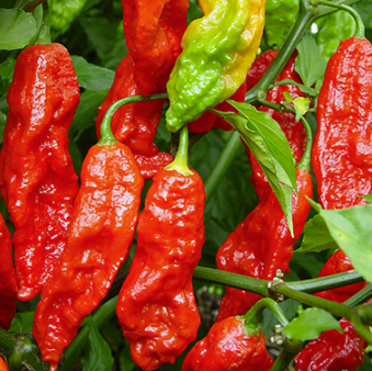 Bhut Jolokia Chilli Seeds