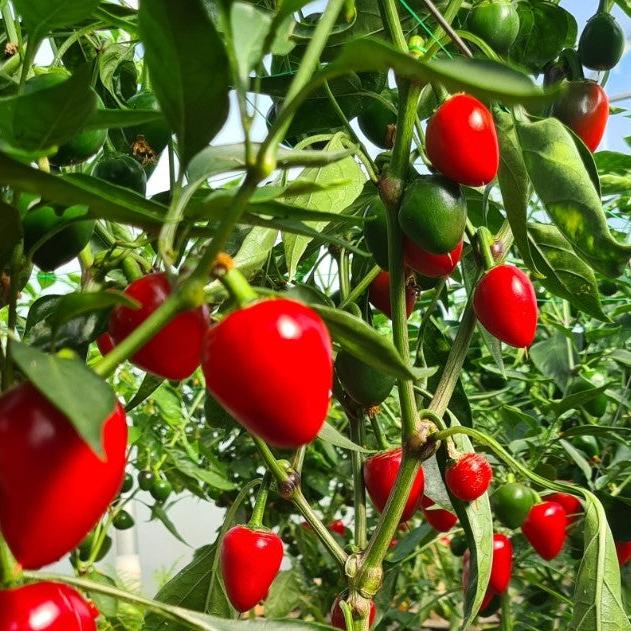Cherry Bomb Chilli Seeds