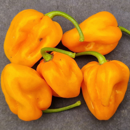 Set of 3 Big Sun Habanero Seedlings - Pre-Order Now!