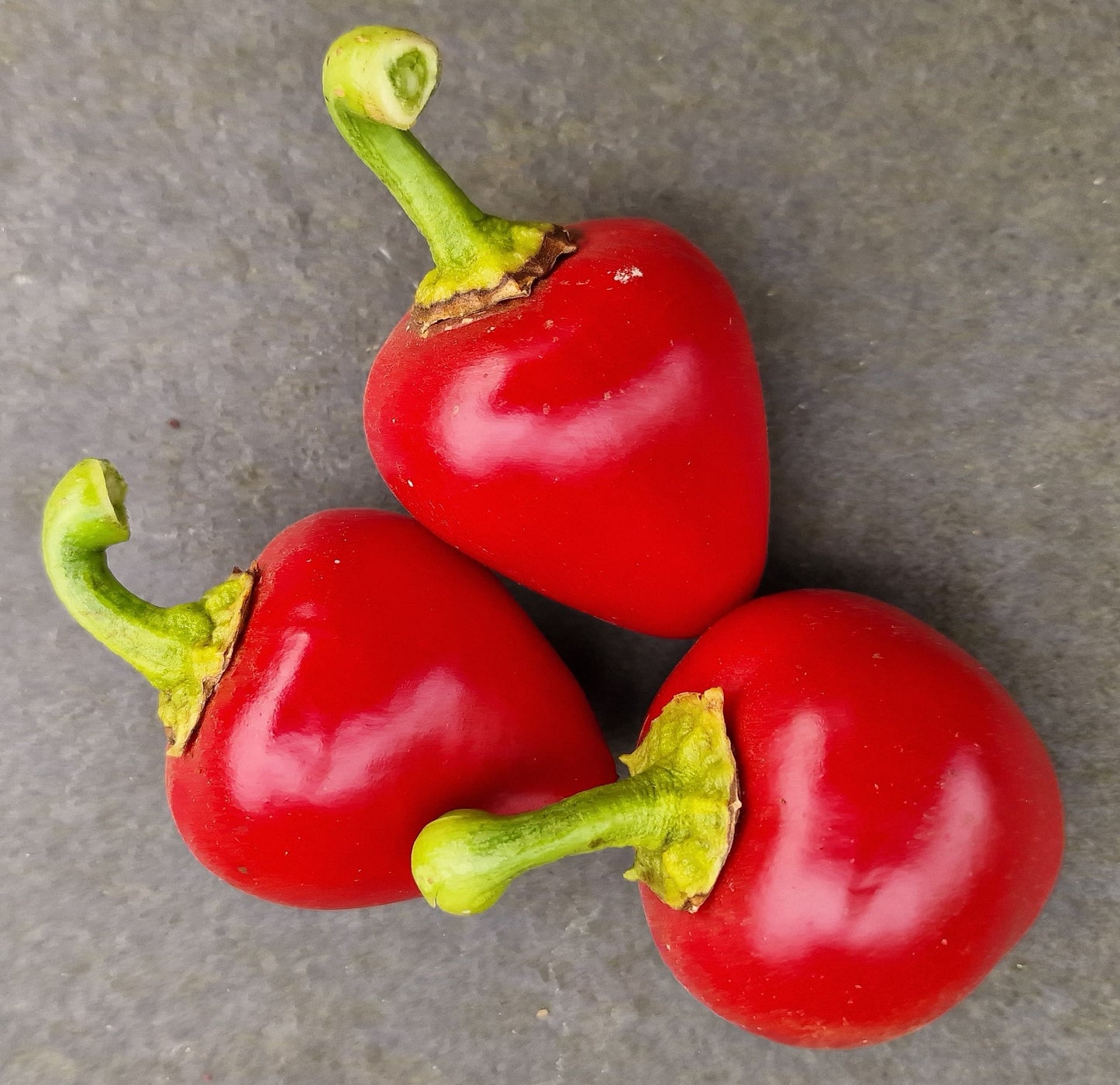 Set of 3 Big Bomb Seedlings - Pre-Order Now!