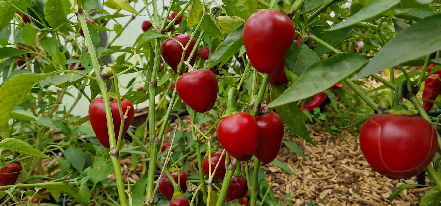 Big Bomb Chilli Seeds