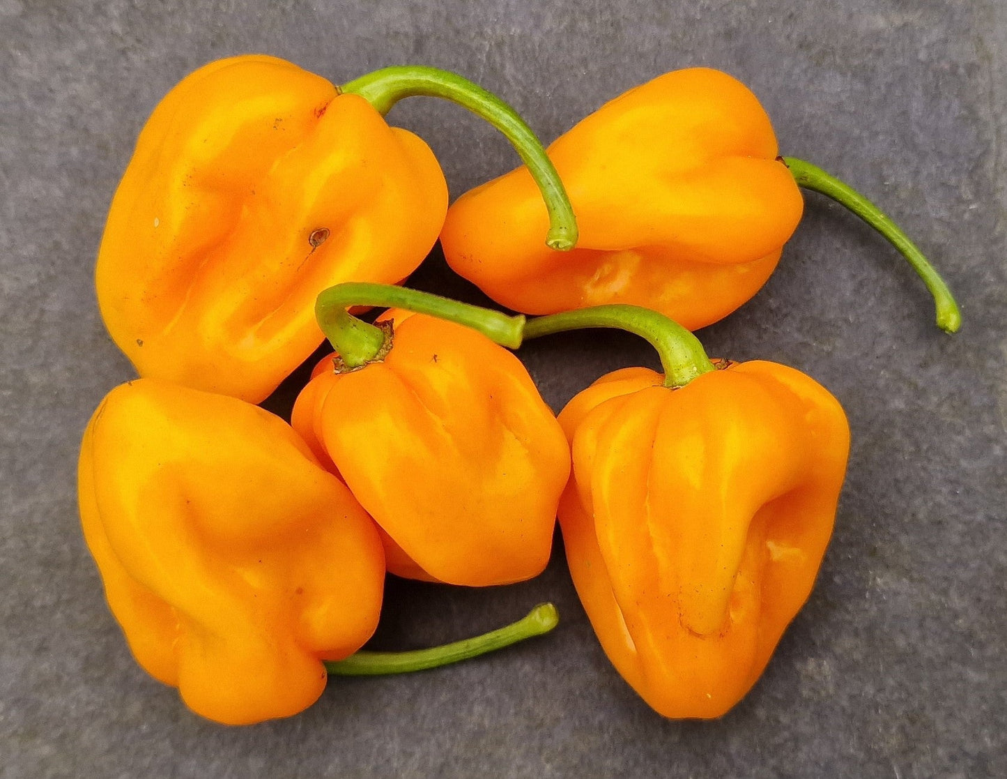 Big Sun Habanero 1 Litre Pot Plant - Pre-Order Now!