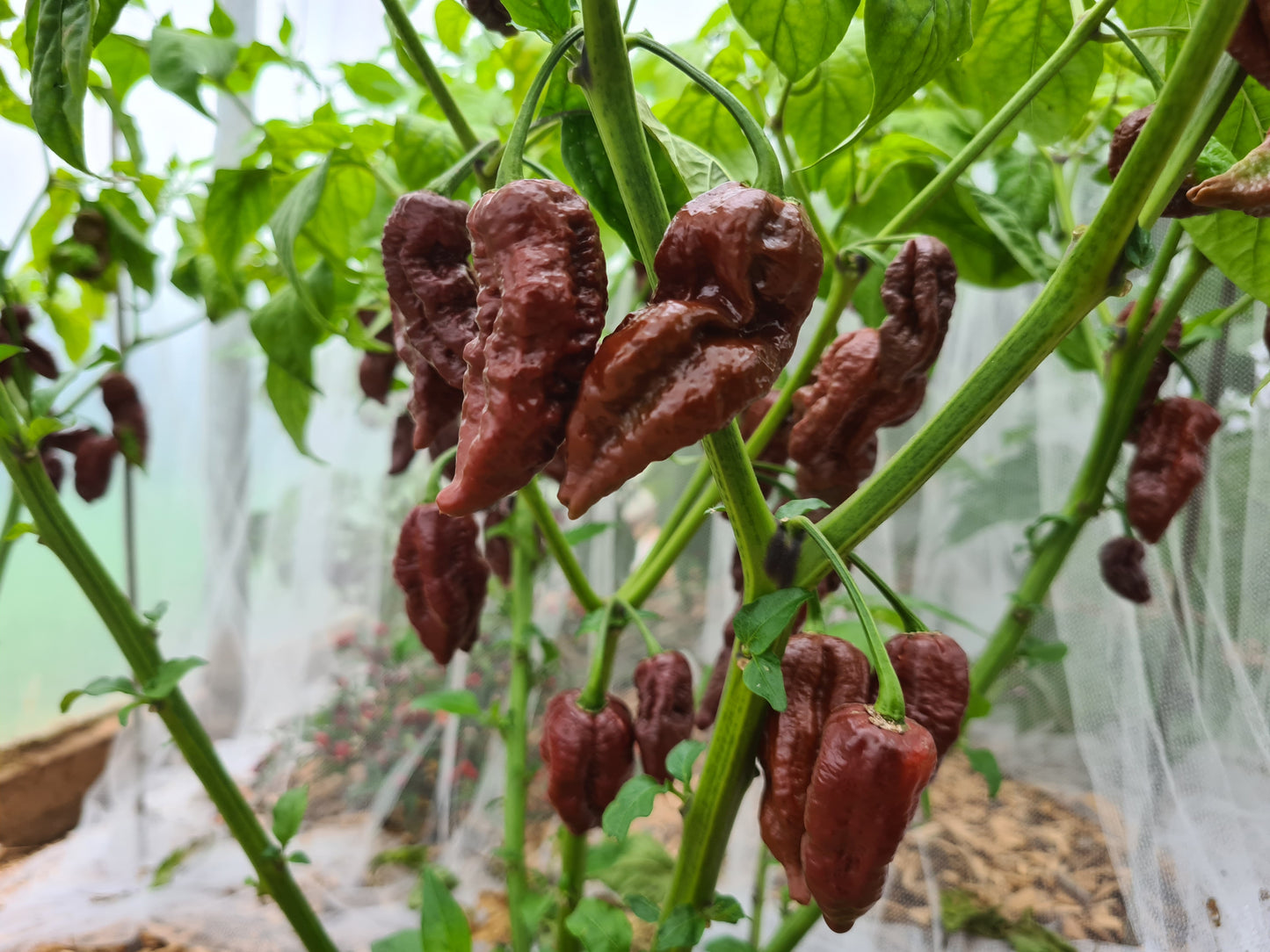 Hot Six Seedling Set - PRE ORDER FOR 2024