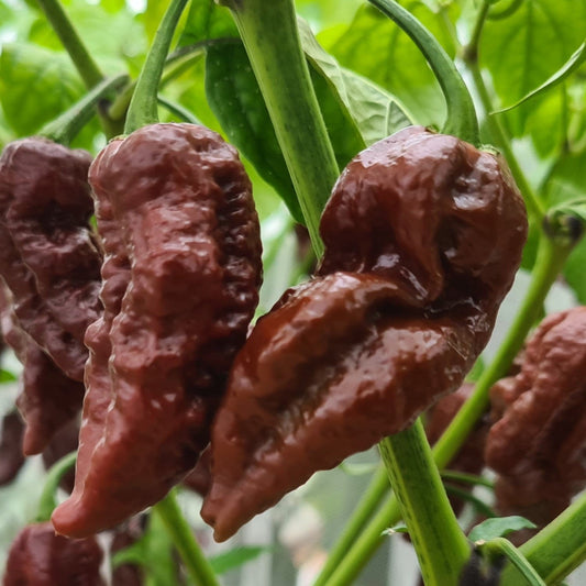 Set of 3 Big Black Mama Seedlings - Pre-Order Now!