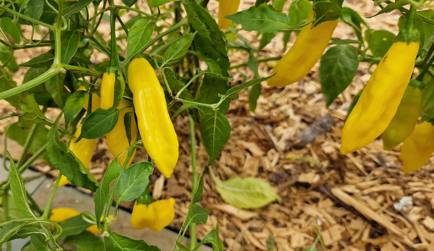 Blended Lemon Chilli Seeds