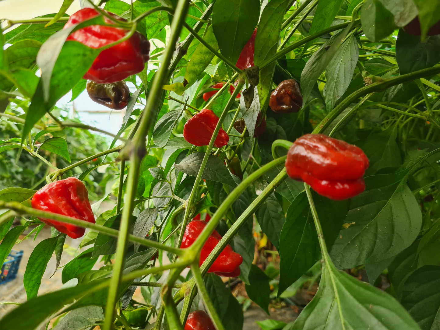 Fresh Scotch Bonnet Chillies (5 fruits)