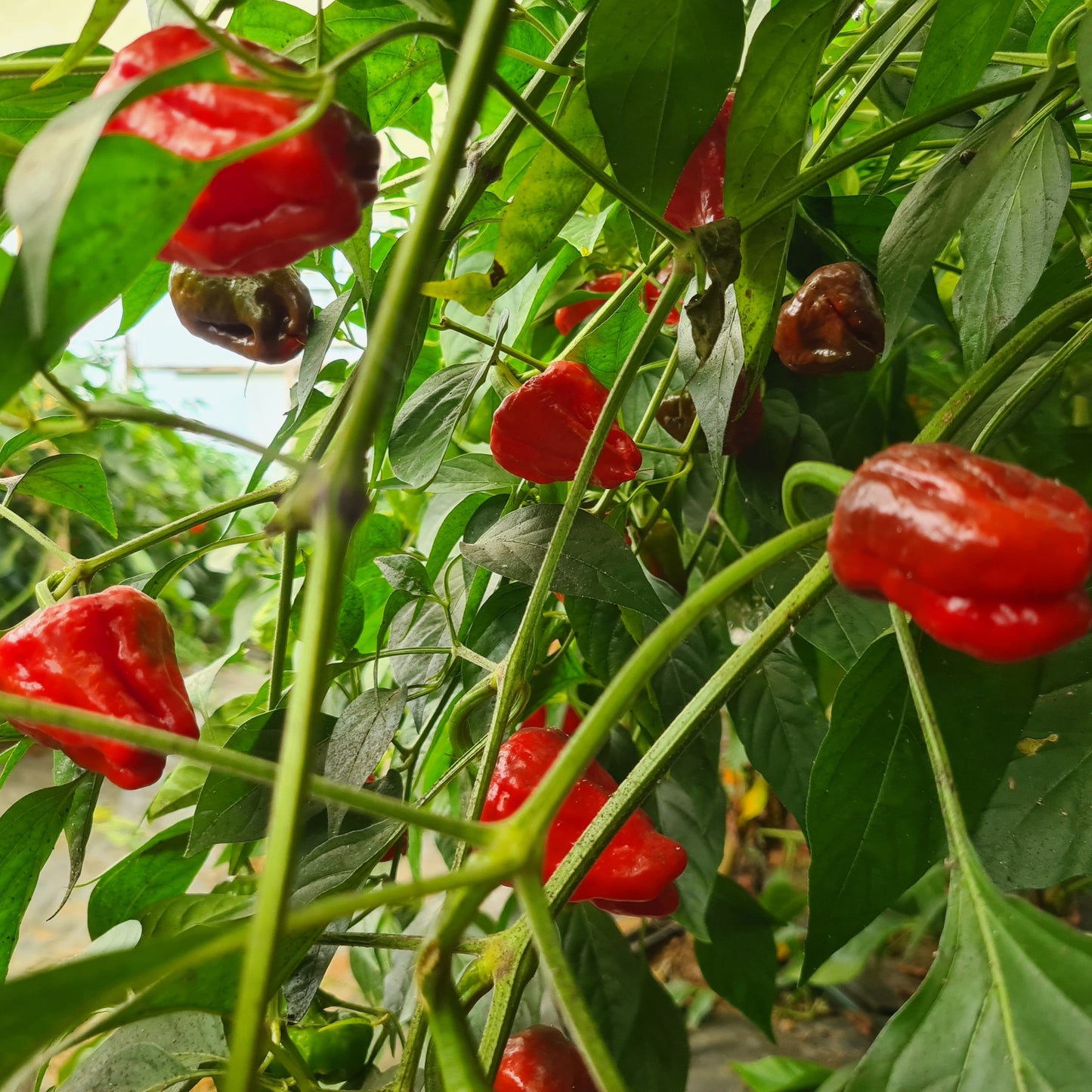 Scotch Bonnet 1 Litre Pot Plant