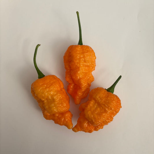 Set of 3 Brain Collapse Peach Seedlings - Pre-Order Now!