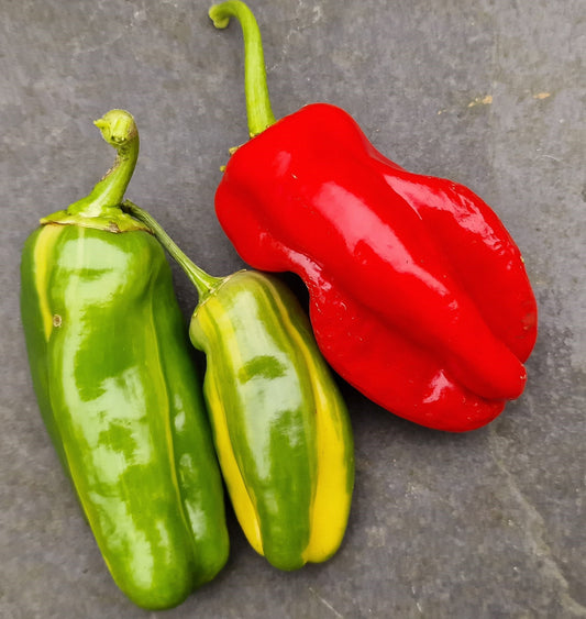 Candy Cane Chilli Seeds
