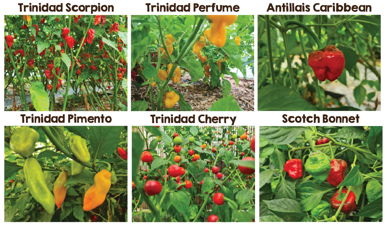 Caribbean Six Seedling Set - PRE ORDER FOR 2024