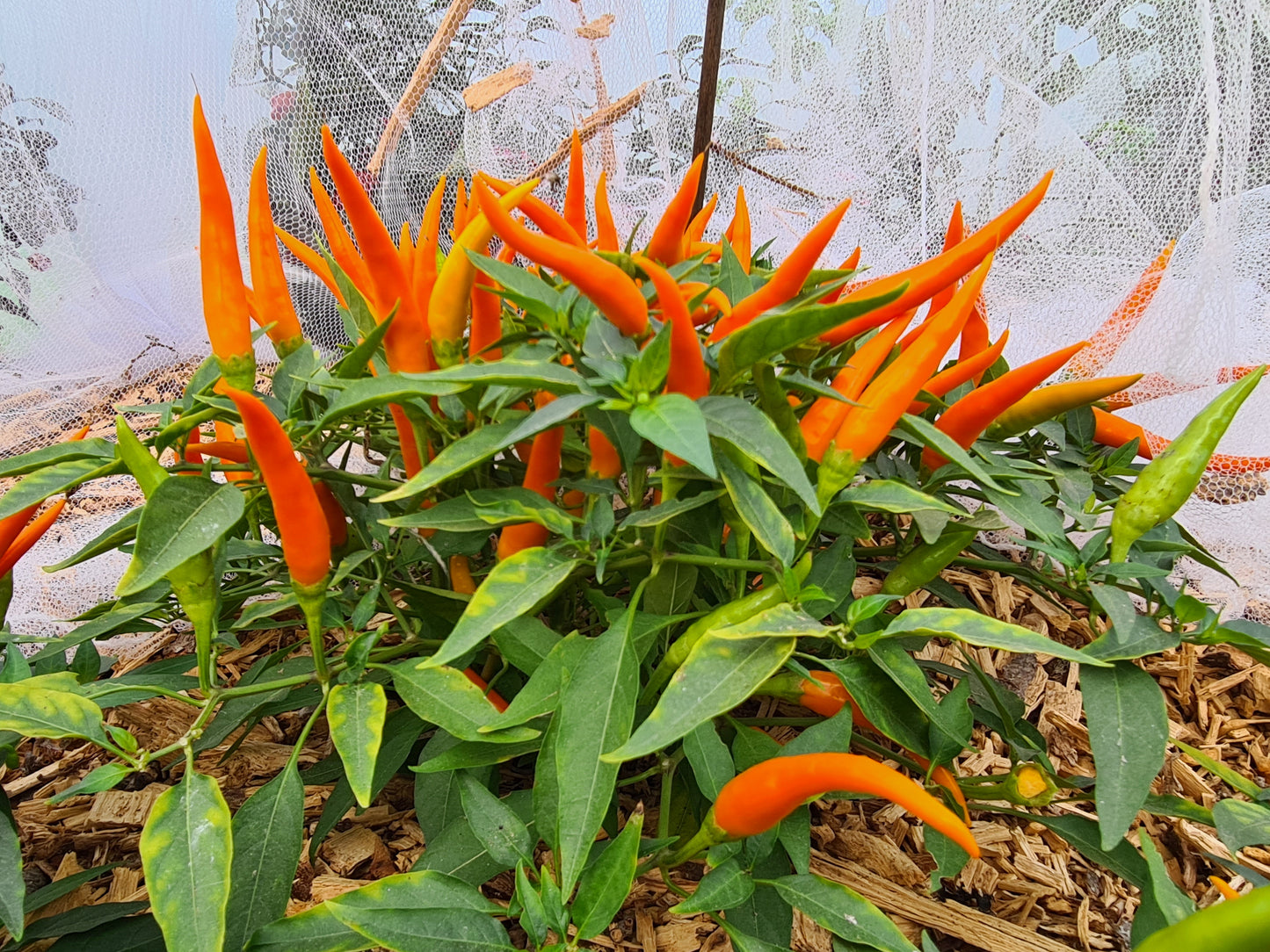 Stunning Six Seedling Set - PRE ORDER FOR 2024