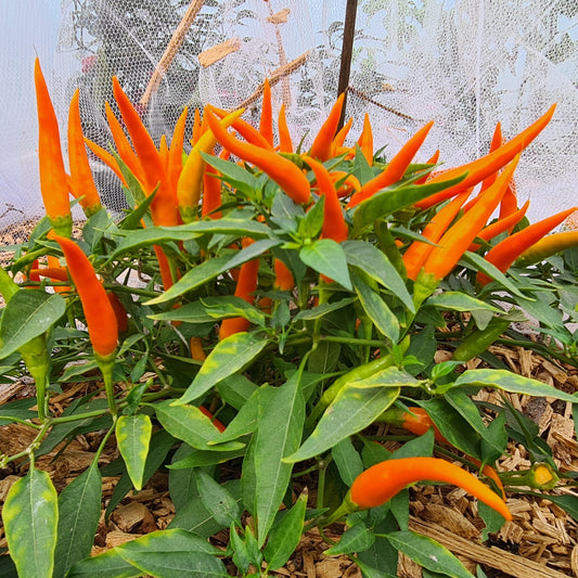 Ornamental Trio - PRE ORDER FOR 2026