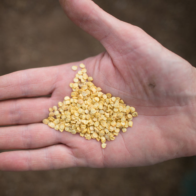 Devon Flame Chilli Seeds